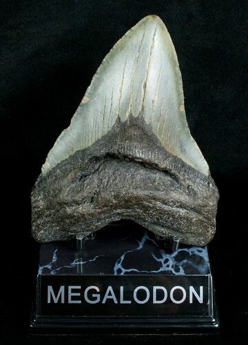 Megalodon Shark Tooth - South Carolina #4565